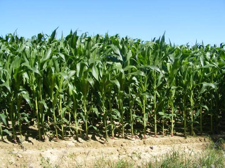 maïs